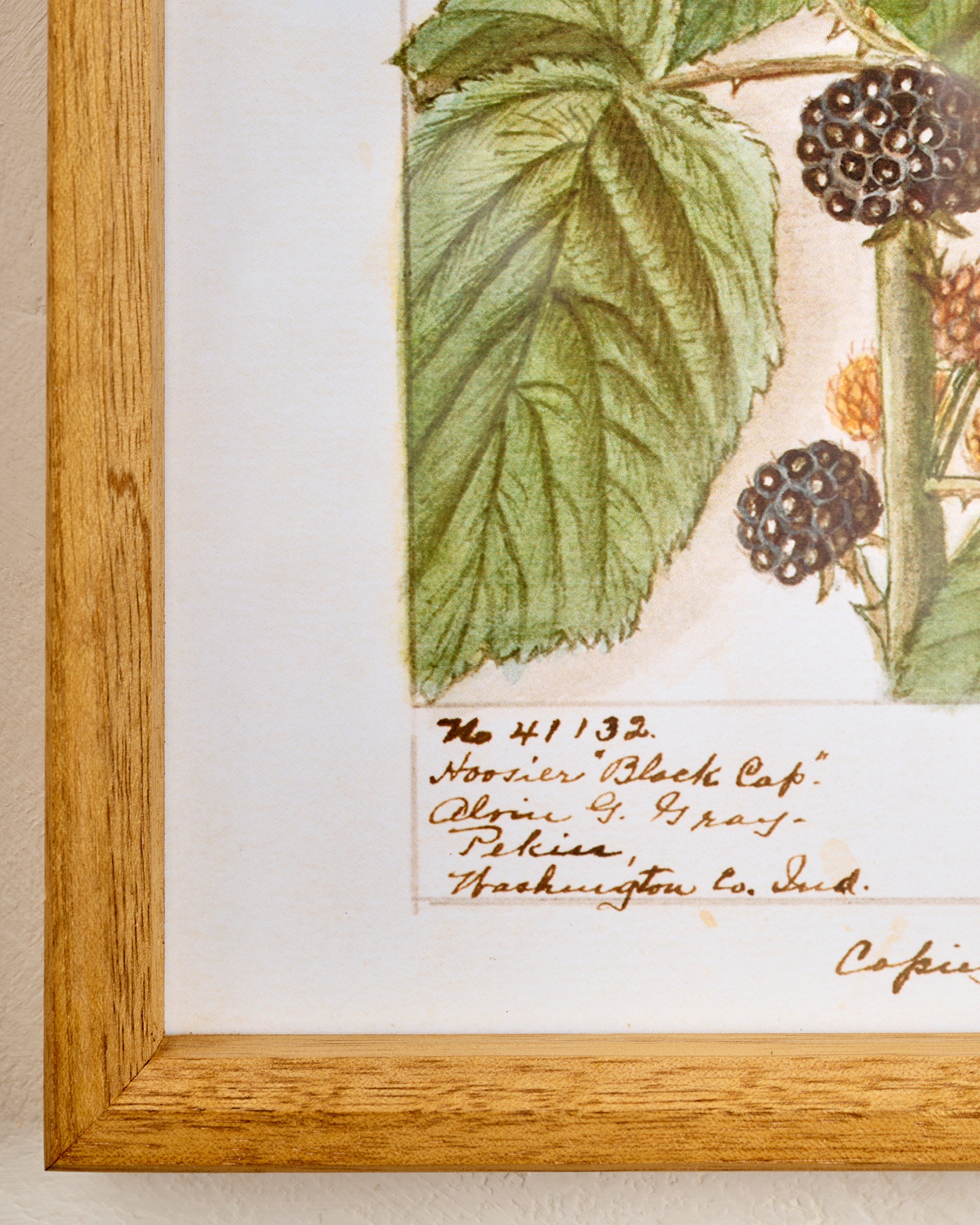 Fresh Blackberry Botanical Framed Print corner up close