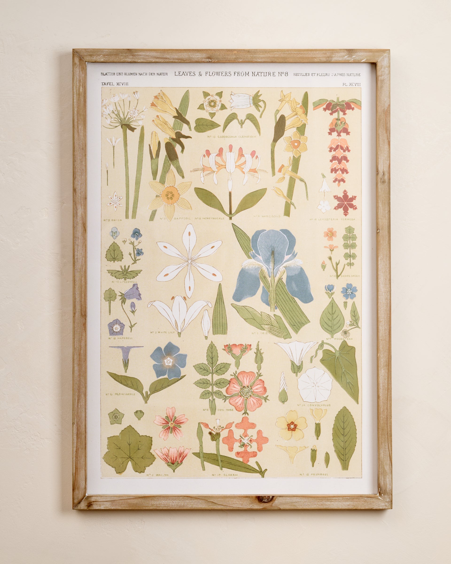 Antique Botanical Study II Framed Art