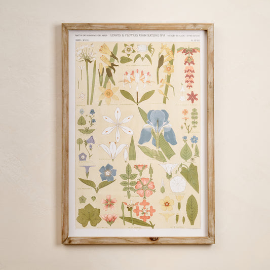 Antique Botanical Study II Framed Art