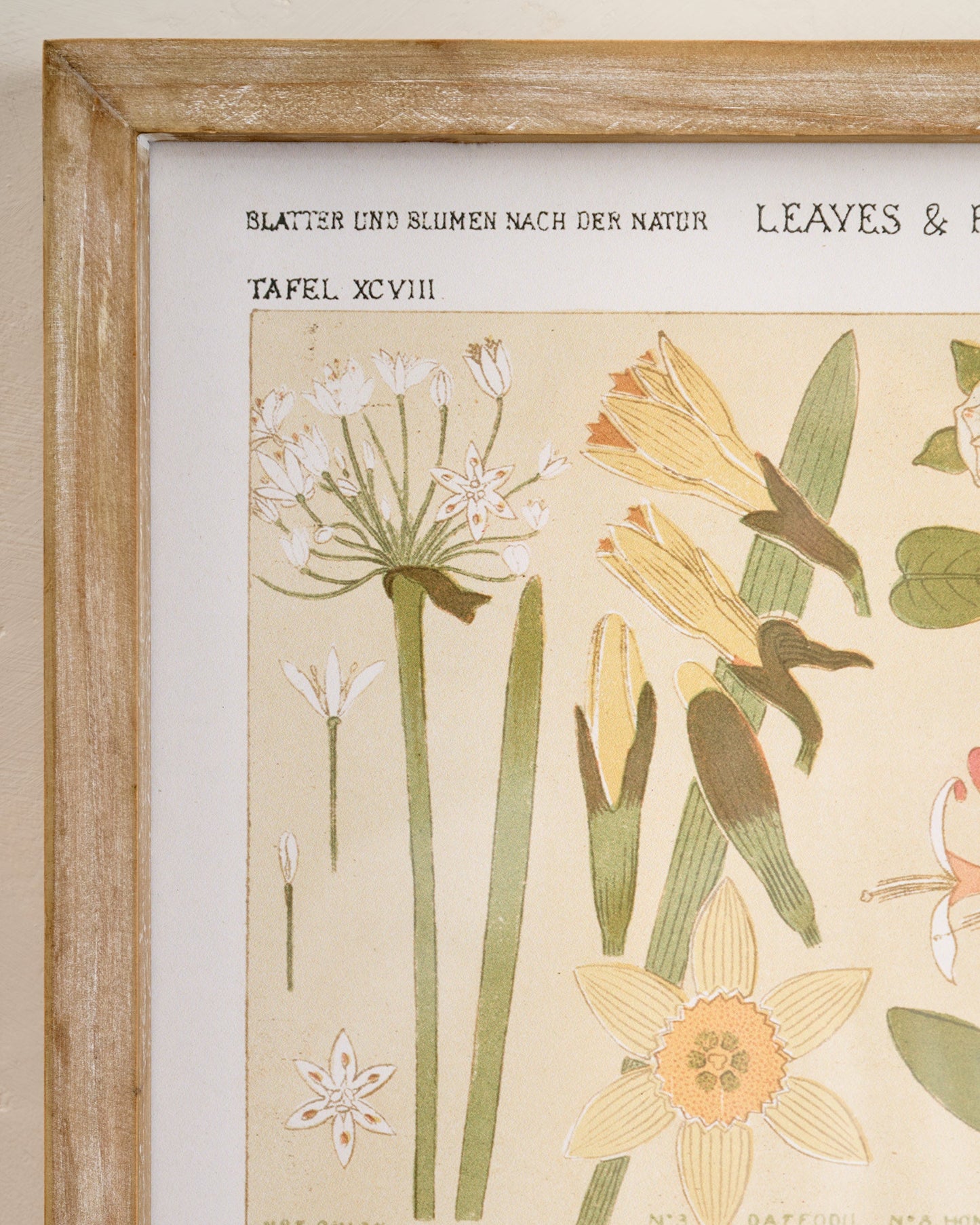 Antique Botanical Study II Framed Art up close