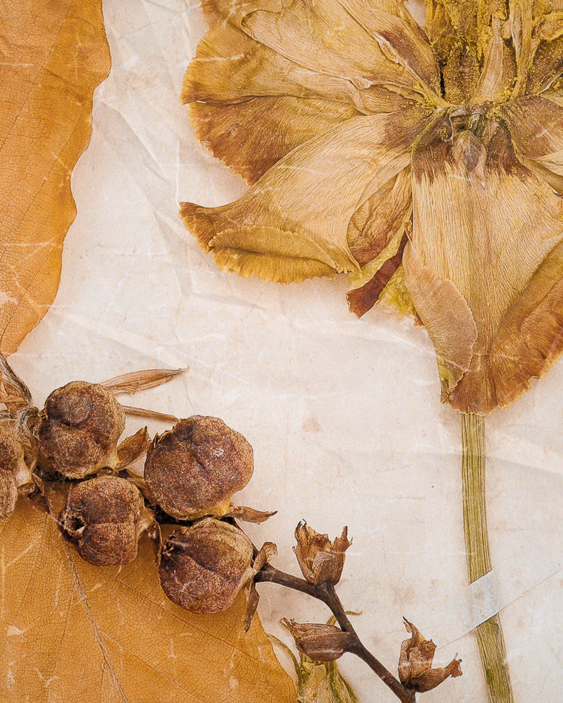 Jo's Herbarium Tapestry up close