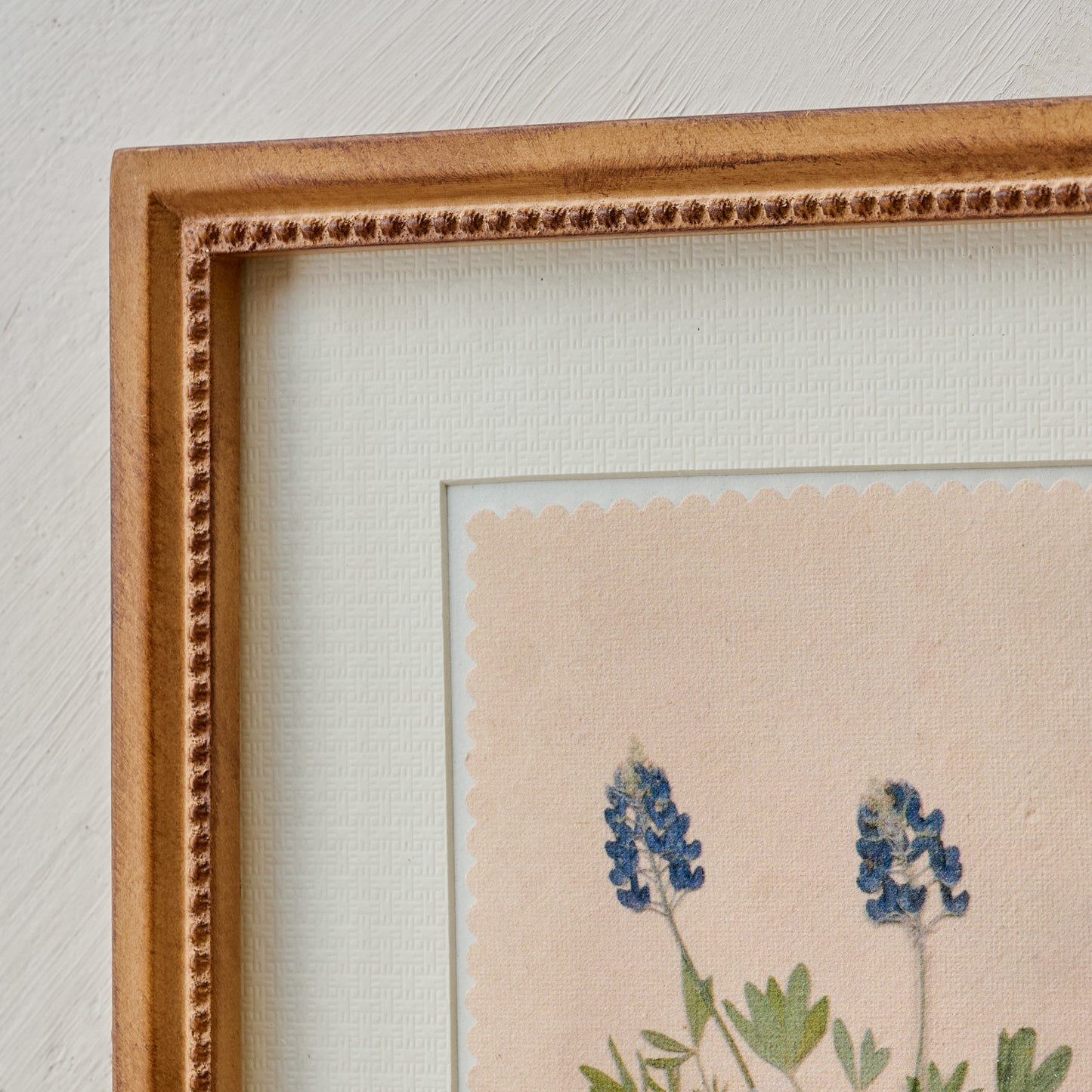 "Bluebonnets from the Farm" Jo's Framed Herbarium Print close up view