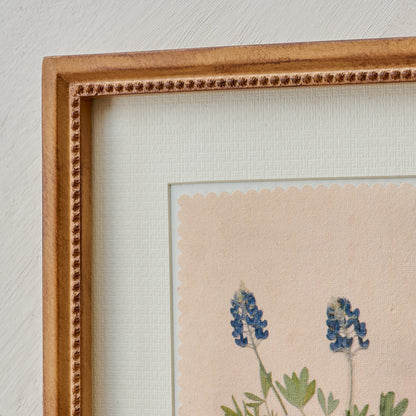 "Bluebonnets from the Farm" Jo's Framed Herbarium Print close up view