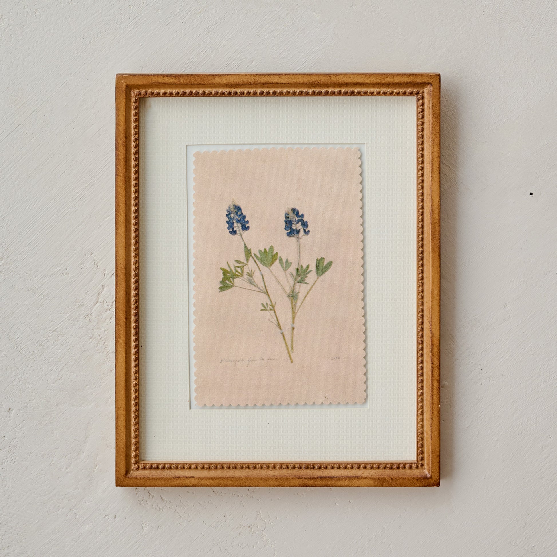 "Bluebonnets from the Farm" Jo's Framed Herbarium Print