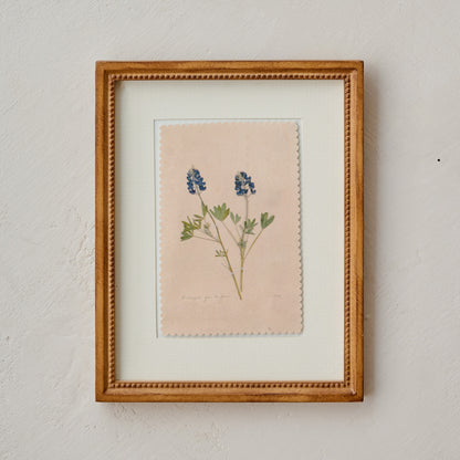 "Bluebonnets from the Farm" Jo's Framed Herbarium Print