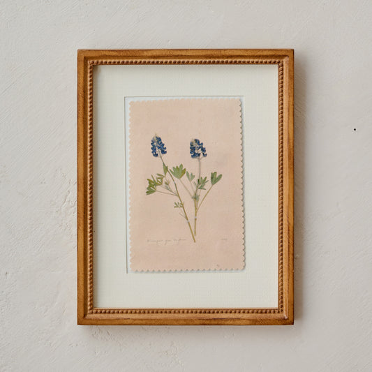 "Bluebonnets from the Farm" Jo's Framed Herbarium Print