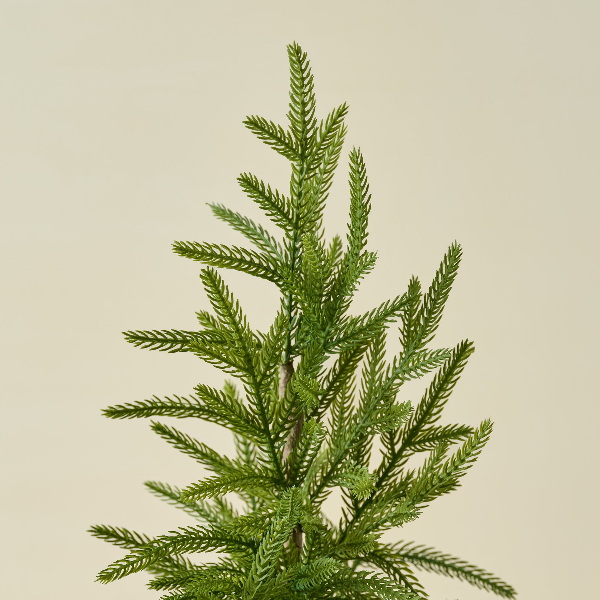 Real Touch Norfolk Pine Potted Tree top of tree up close