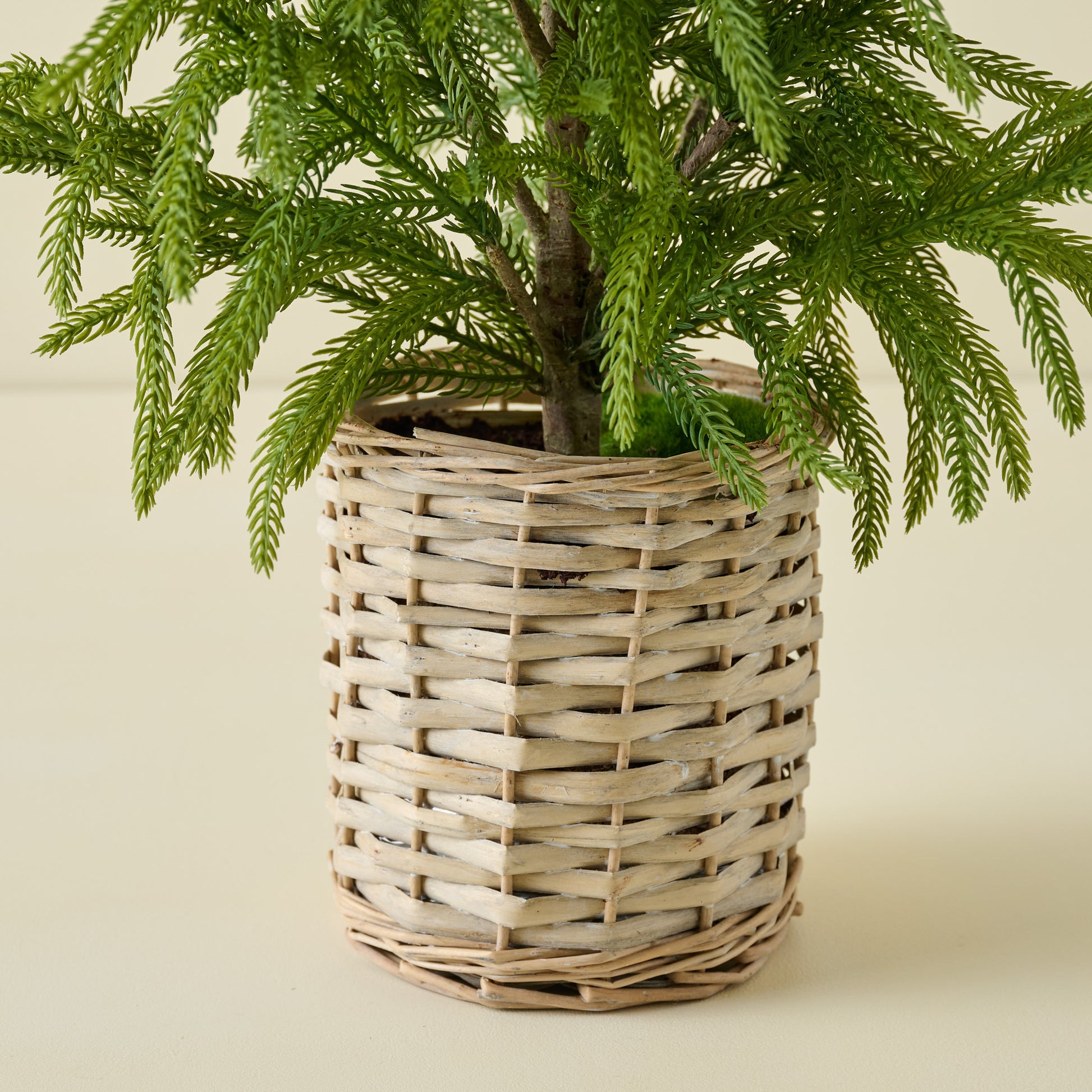 Real Touch Norfolk Pine Potted Tree base of tree