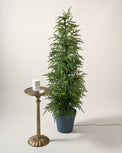 Real Touch Norfolk Pine Pre-Lit Potted Tree with a side table for scale