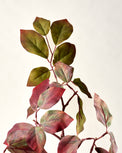 Red-Twig Dogwood Branch close up