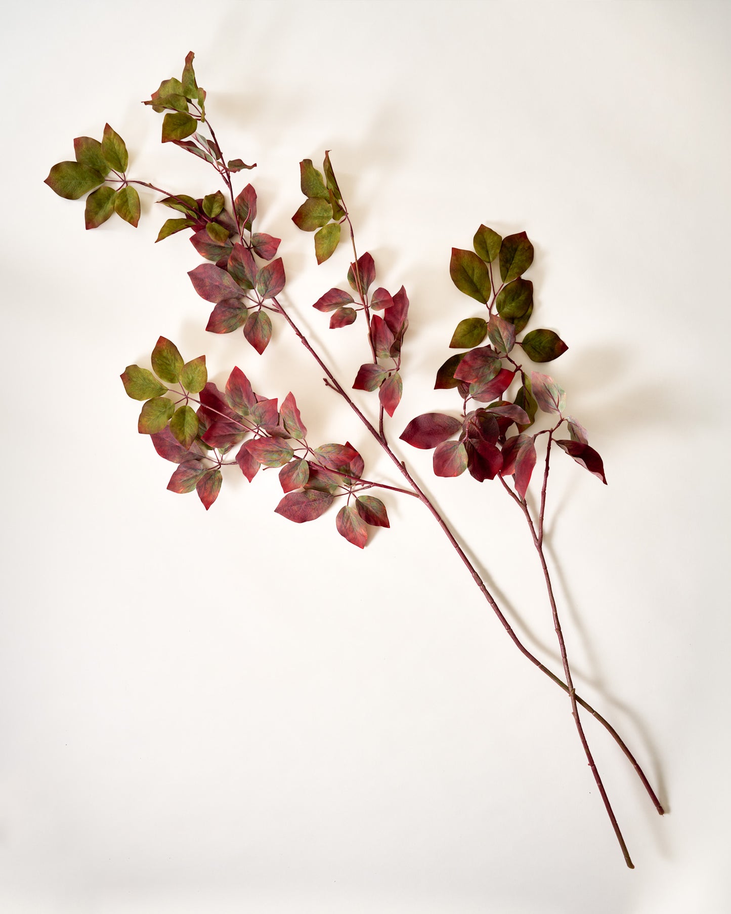 Red-Twig Dogwood Branch