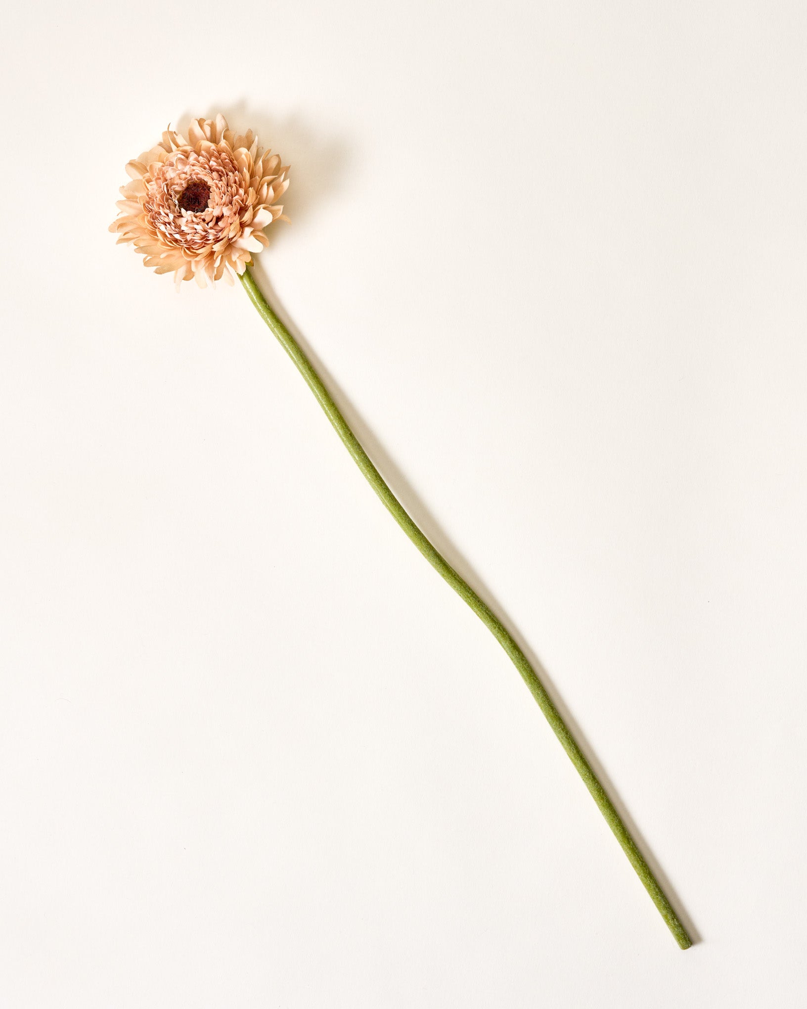 Gerber Daisy