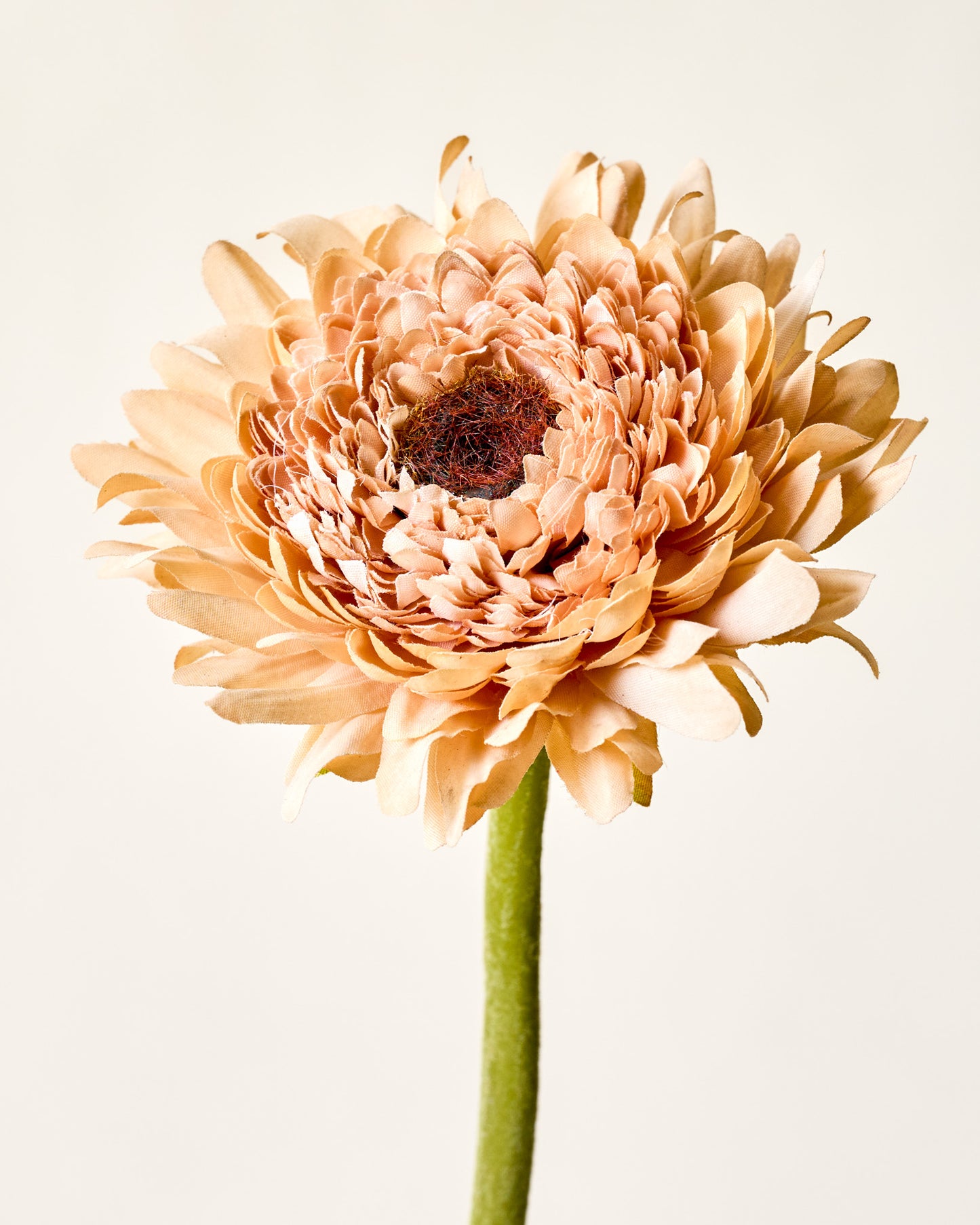 Gerber Daisy close up