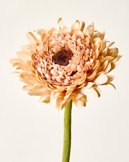 Gerber Daisy close up