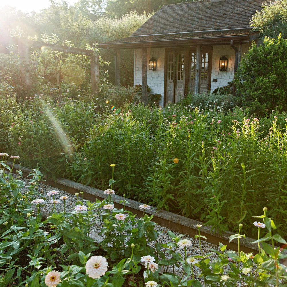 From the Journal: A Tour of Jo's Garden.  Read the Blog.