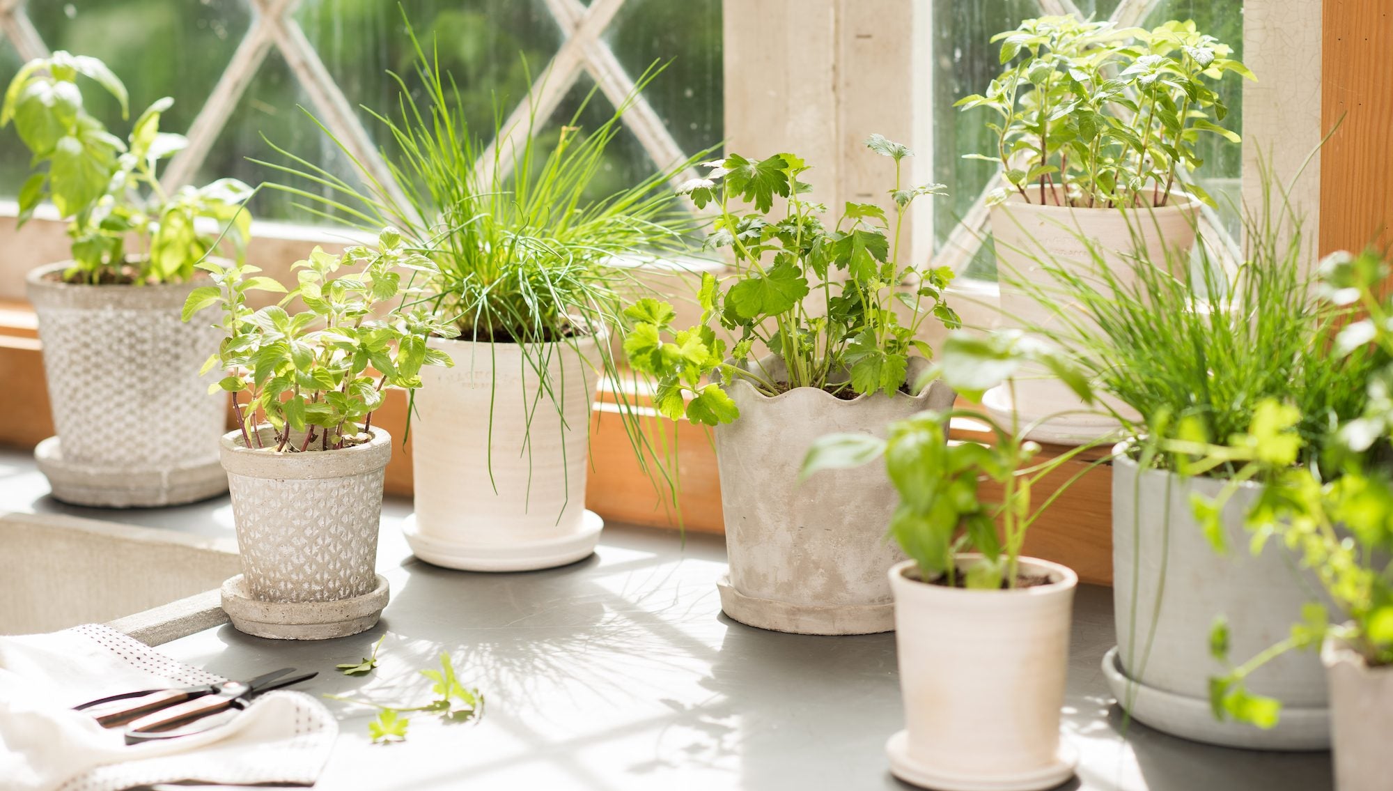 Seven herbs planted in pots beside a window.