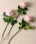 three pink austin Rose Stems laying on flat surface