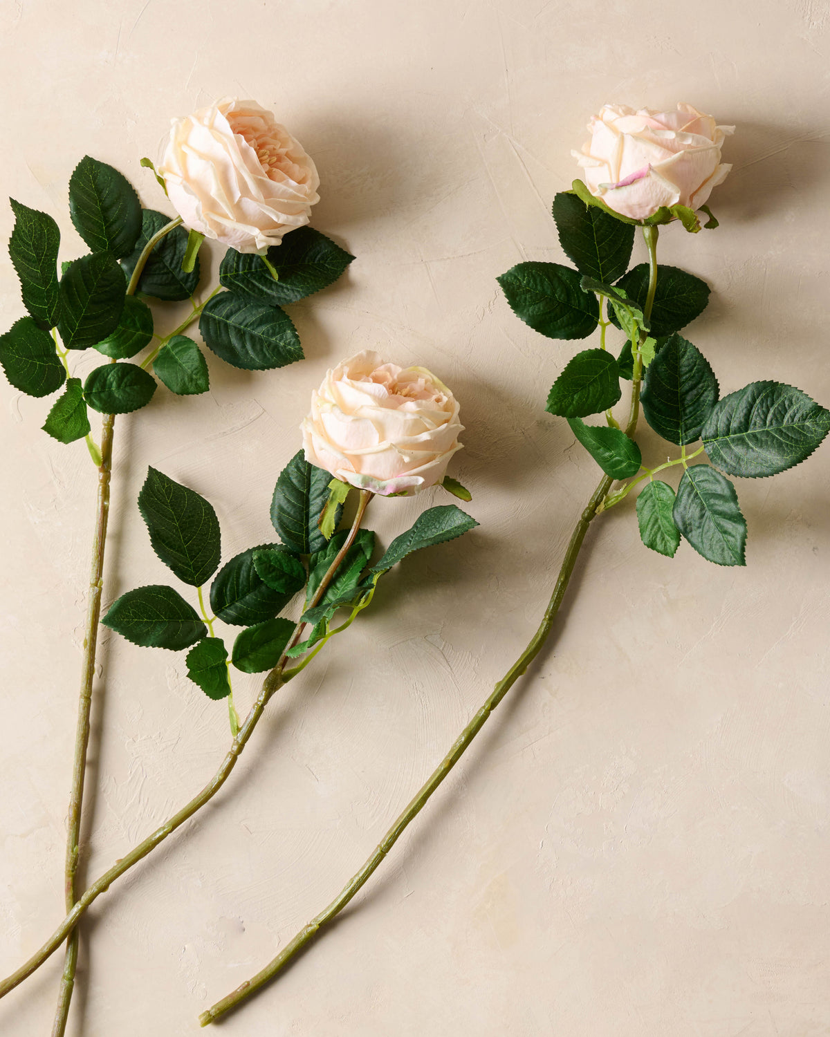 3 Austin Rose Stems lay flat on surface