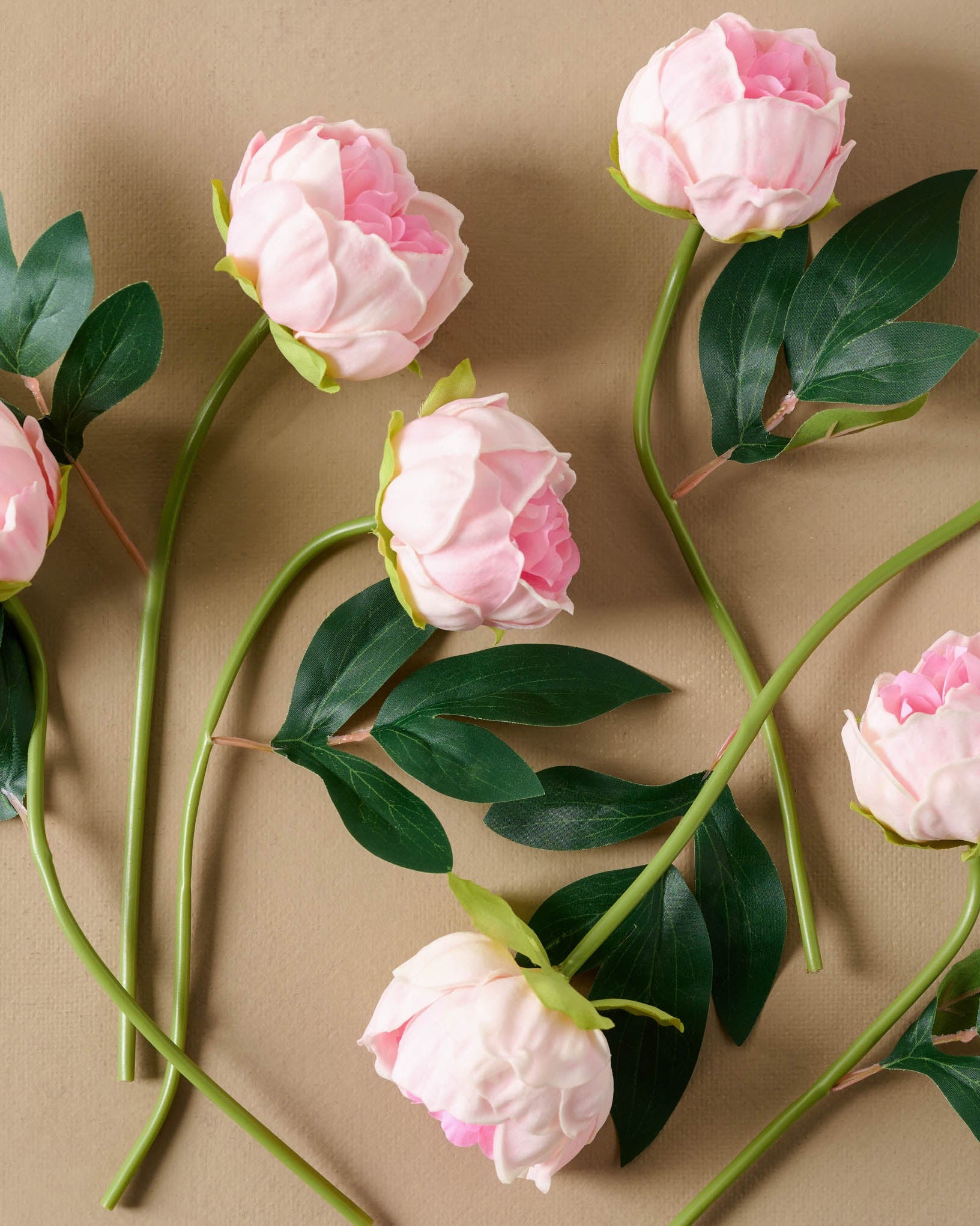 Peony Bundle in pink, stems separated