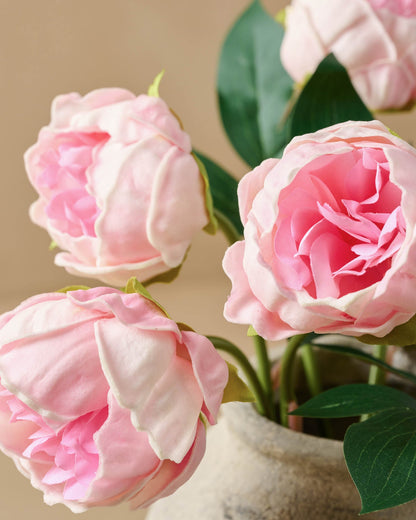 Peony Bundle close up of individual buds