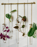 Lila Hanging Glass Wall Vase- Antique Brass, with plants shown