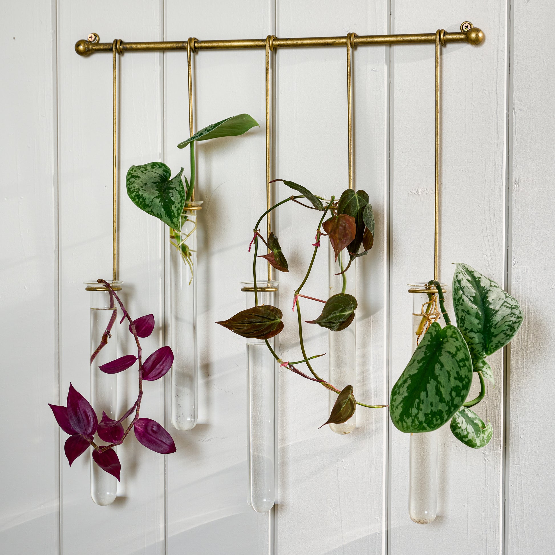 Lila Hanging Glass Wall Vase- Antique Brass, with plants shown