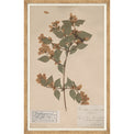 herbarium specimen botanical wall art for magnolia