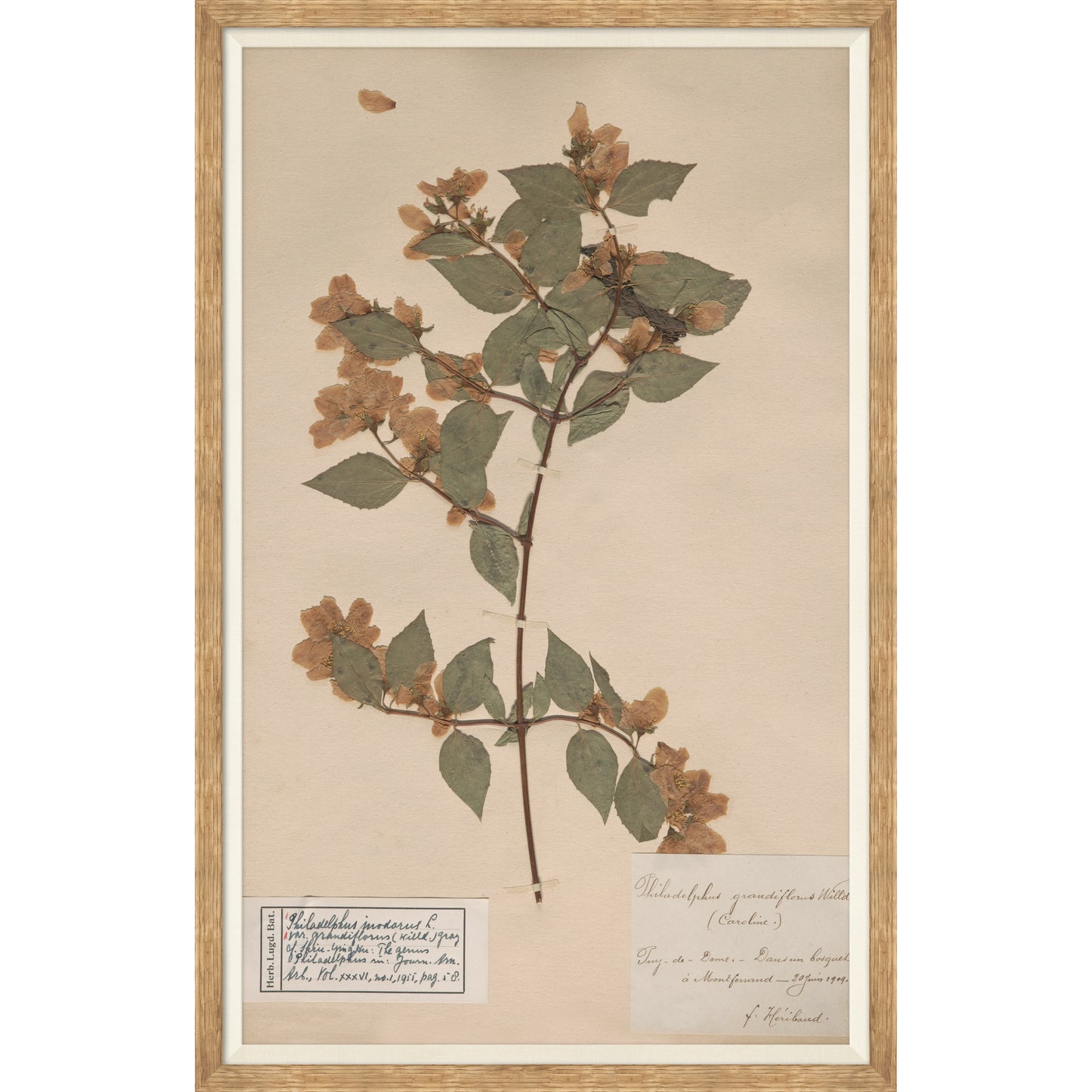 herbarium specimen botanical wall art for magnolia
