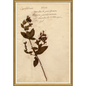 framed wall art print of preserved plants in wooden frame