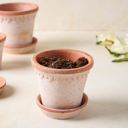 Terracotta Bergs Pot in small size with soil inside