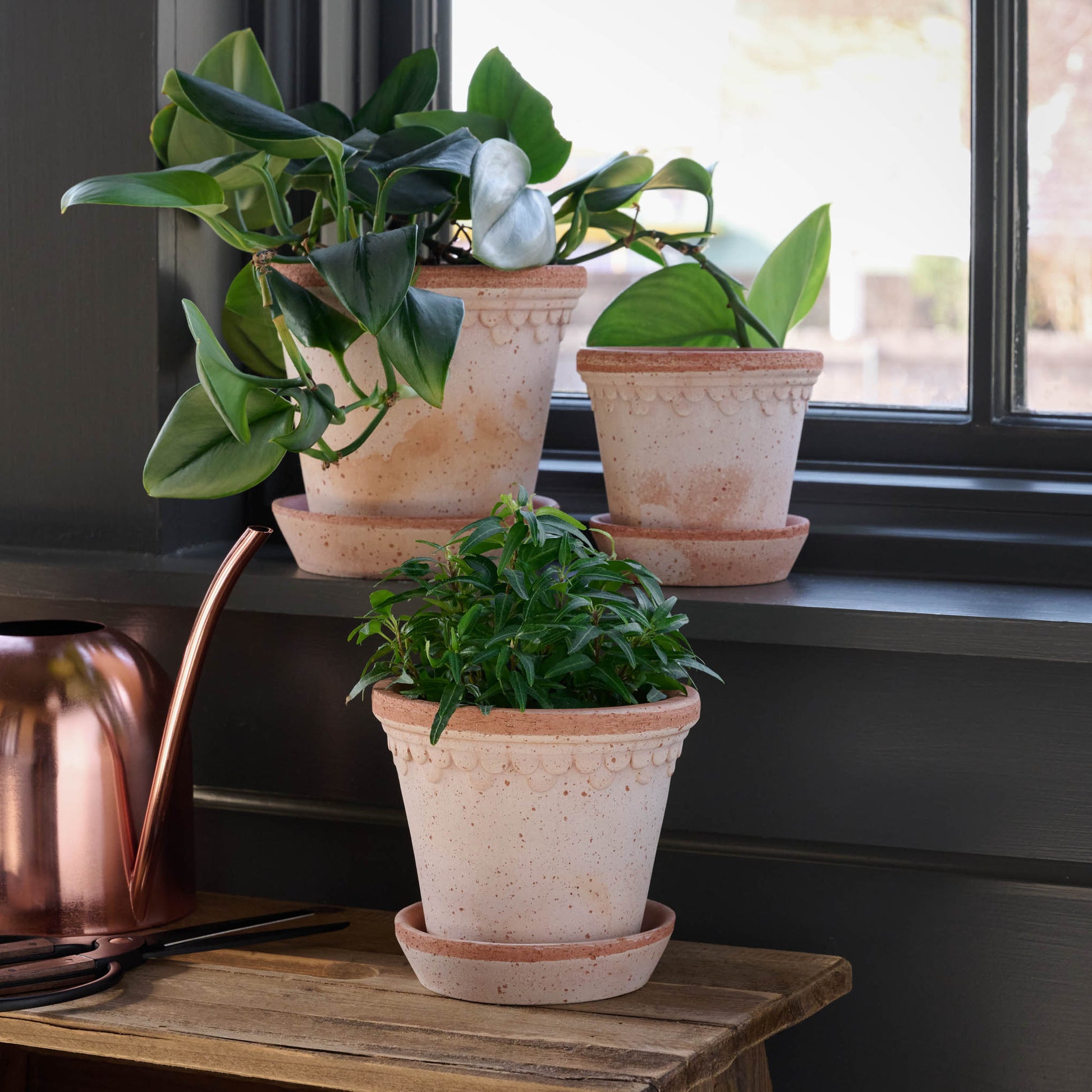 Terracotta Bergs Pot in small medium and large with plants inside in the magnolia castle conservatory