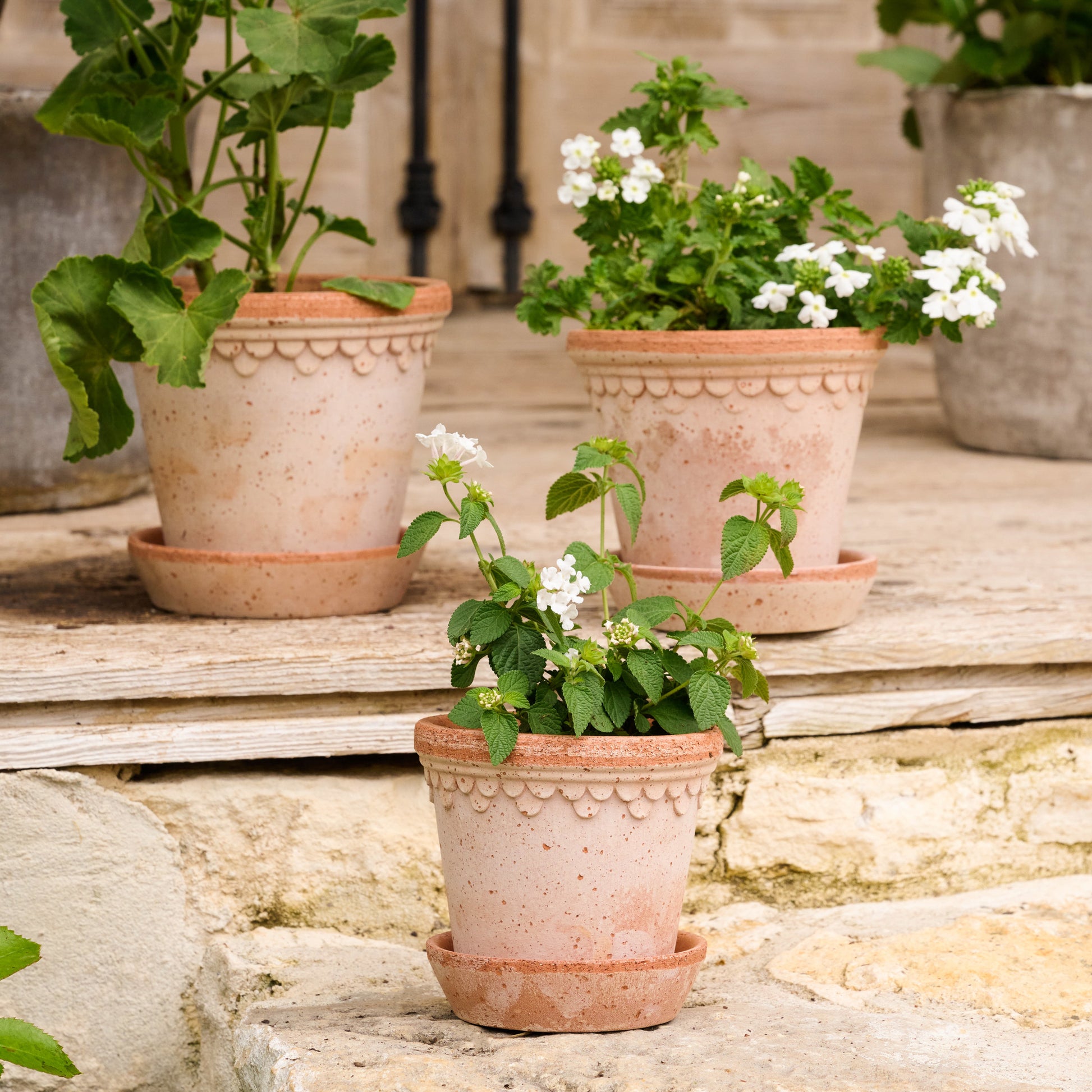 Terracotta Bergs Pot with flowers