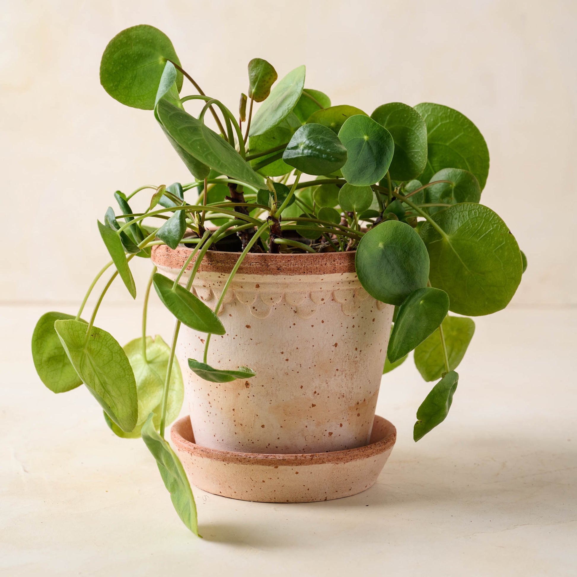 Terracotta Bergs Pot in large size with plant inside