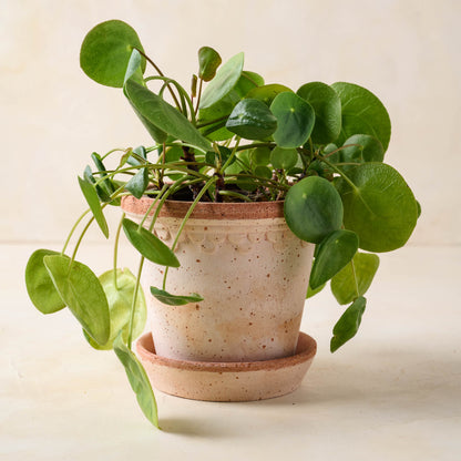 Terracotta Bergs Pot in large size with plant inside