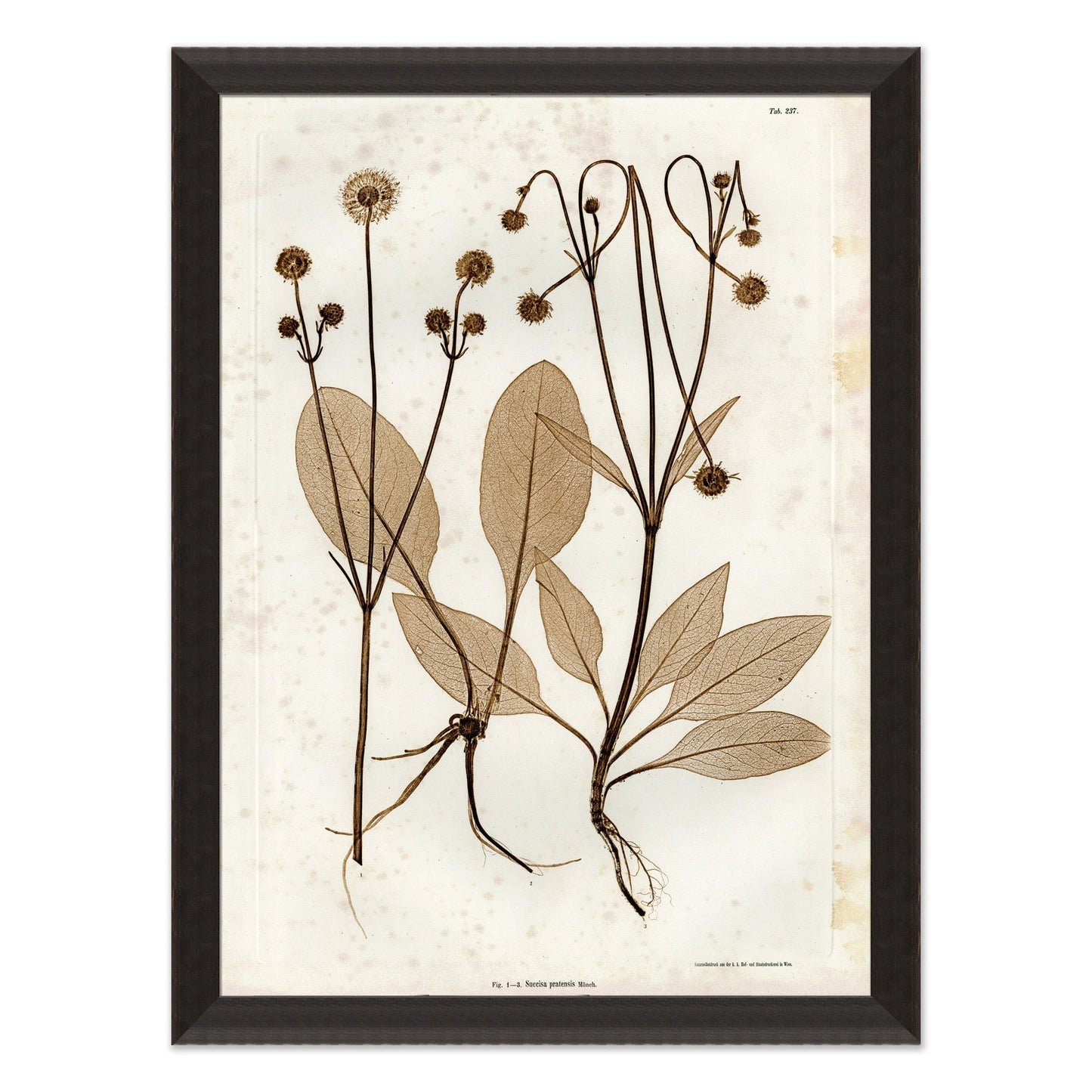 art print of preserved plants in wooden frame