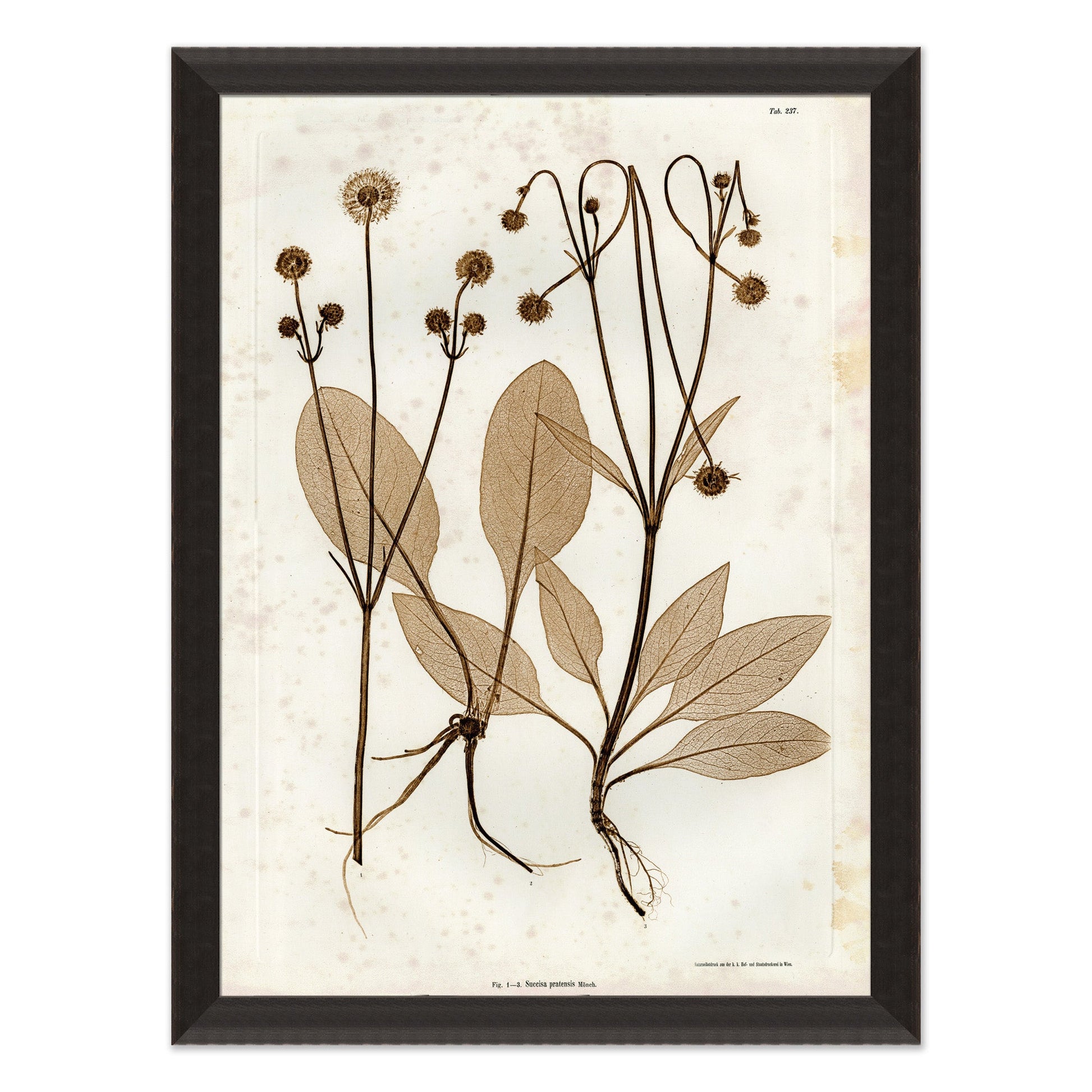 art print of preserved plants in wooden frame