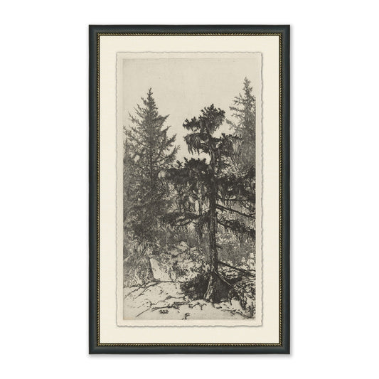 framed wall art sketch of tall trees in forest in black frame with cream mat