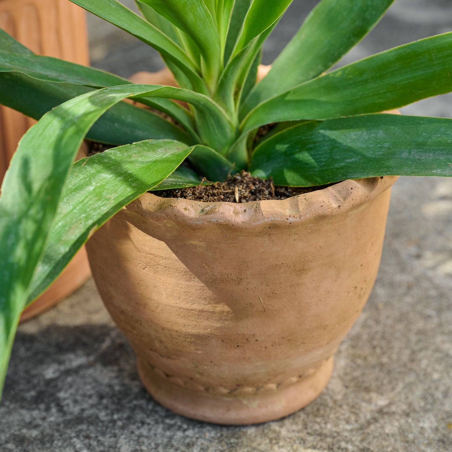 Terracotta Garden Scalloped Edge Pot