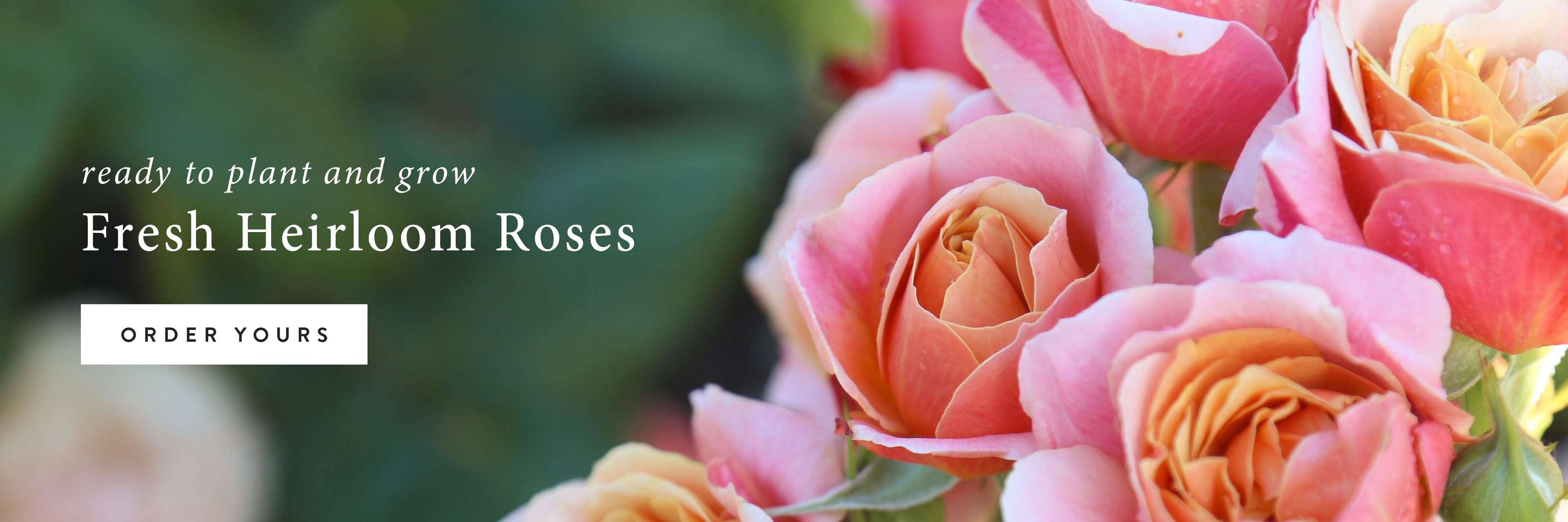 Heirloom Roses
