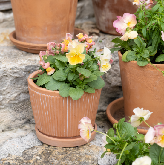 planters