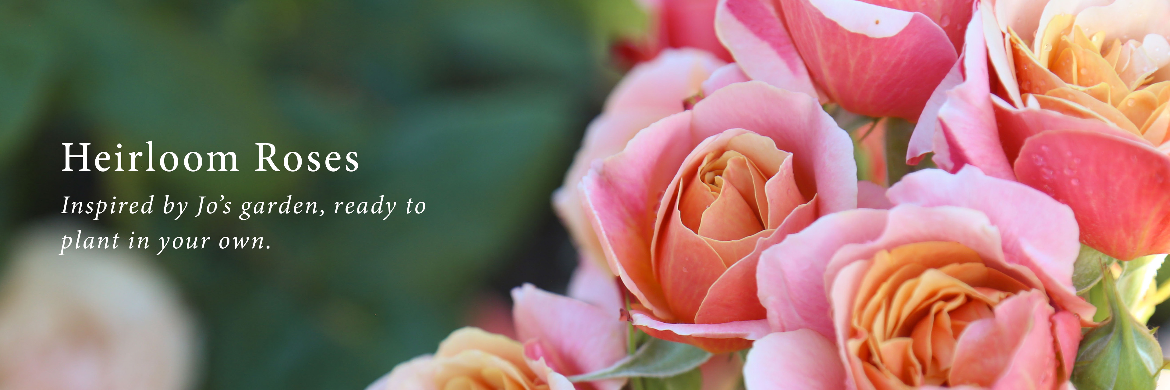 Heirloom Roses