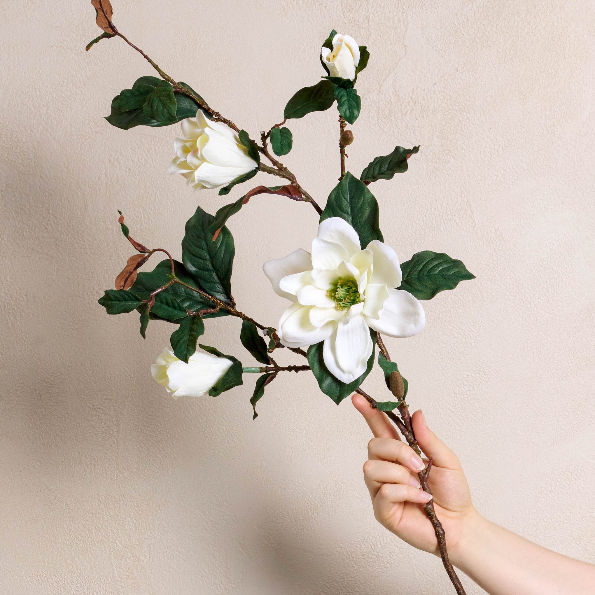 a hand holding Magnolia Spray