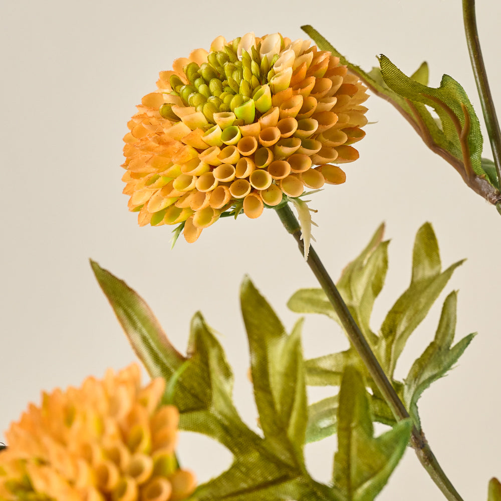 Yellow Zinnia Bundle up close $24.00