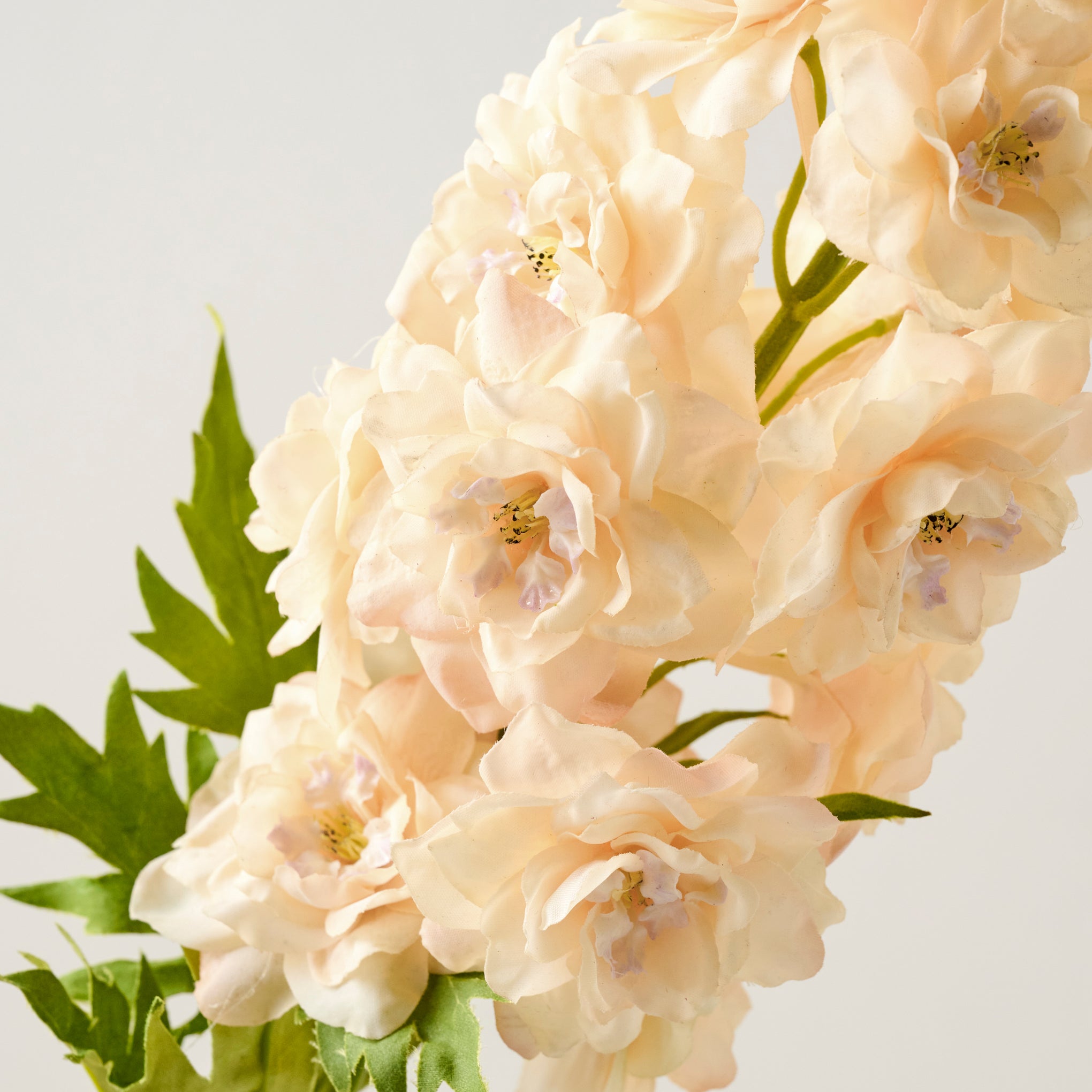 Delphinium Stem close up