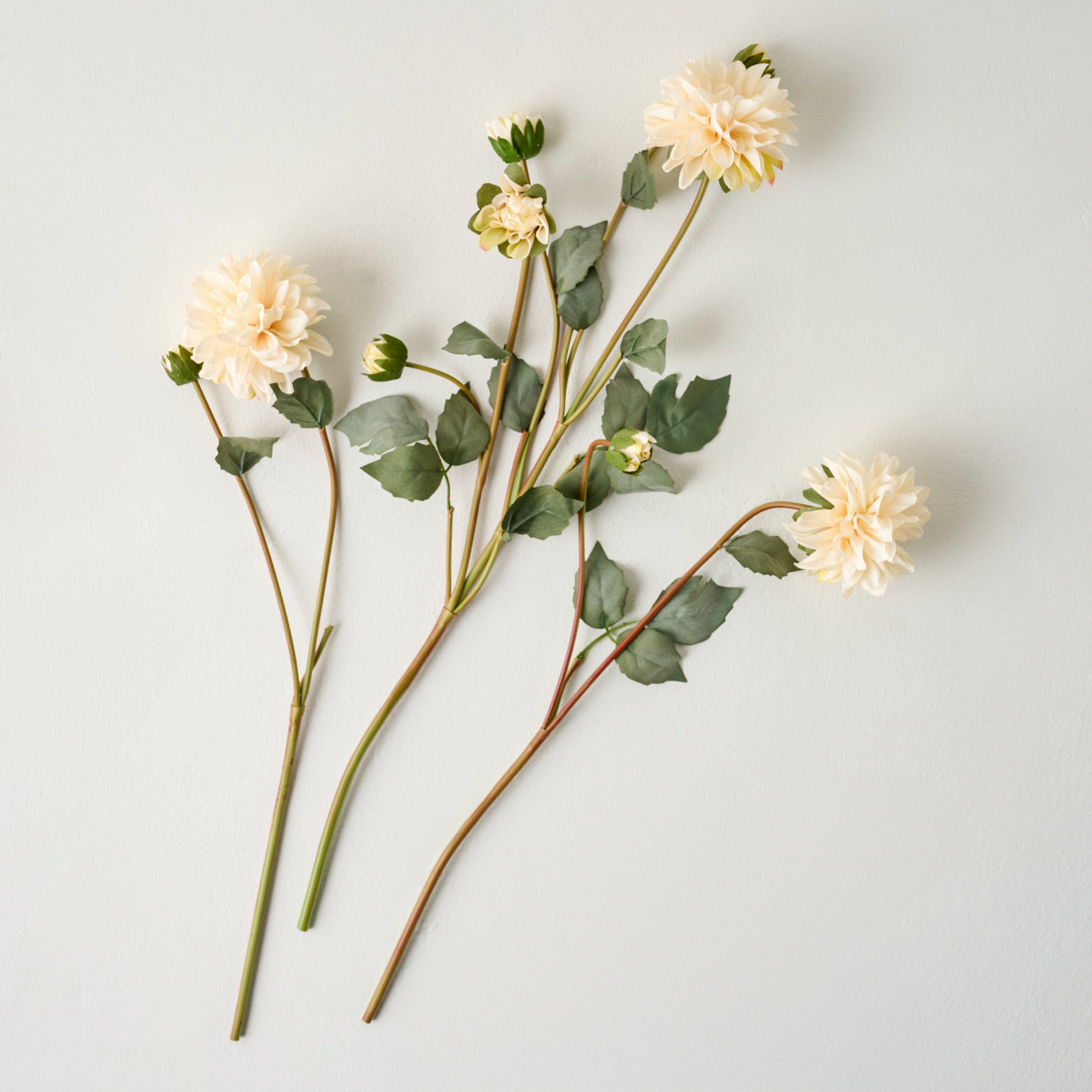 White Dahlia Bloom Bundle