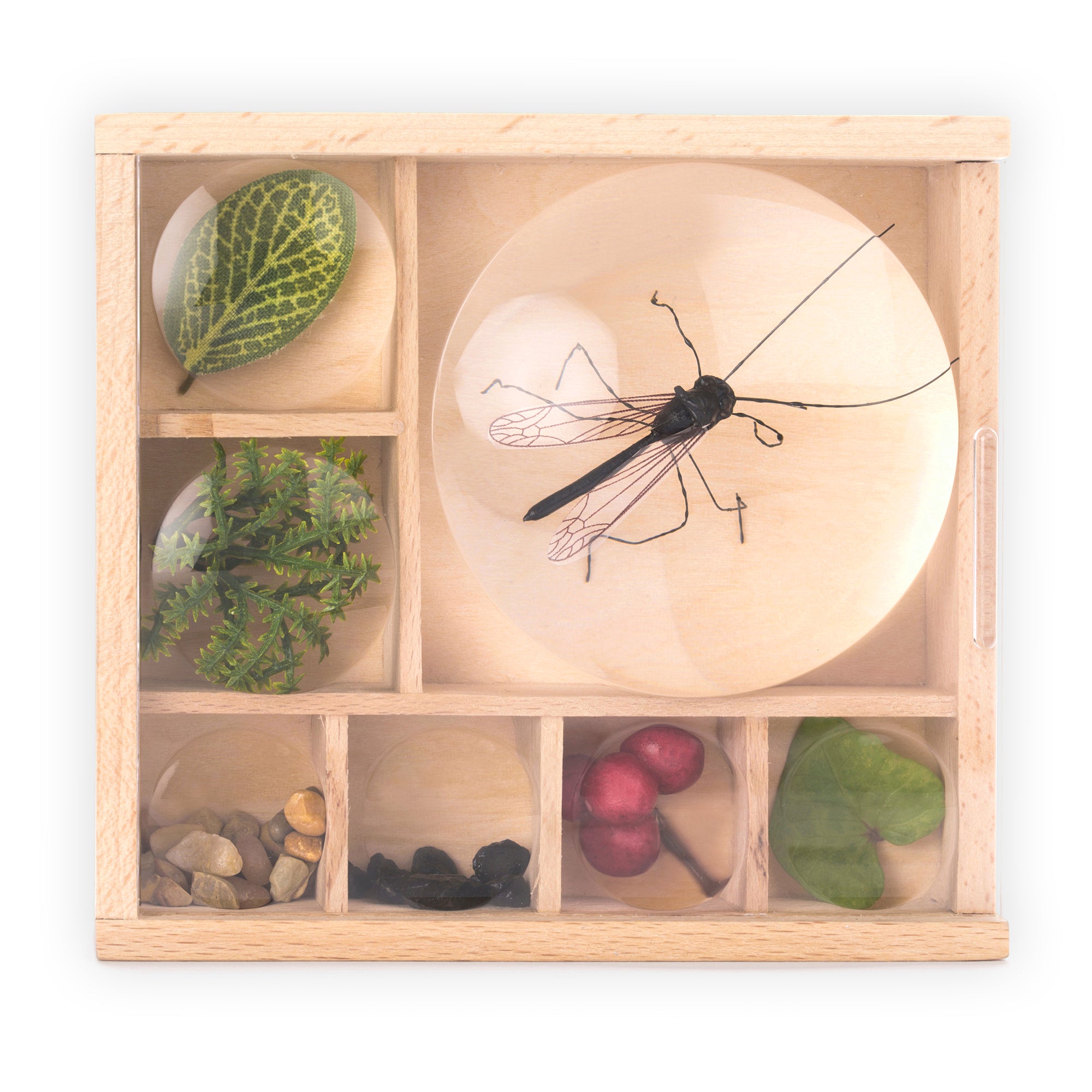 Huckleberry My Little Museum  shown with things found outside $17.00