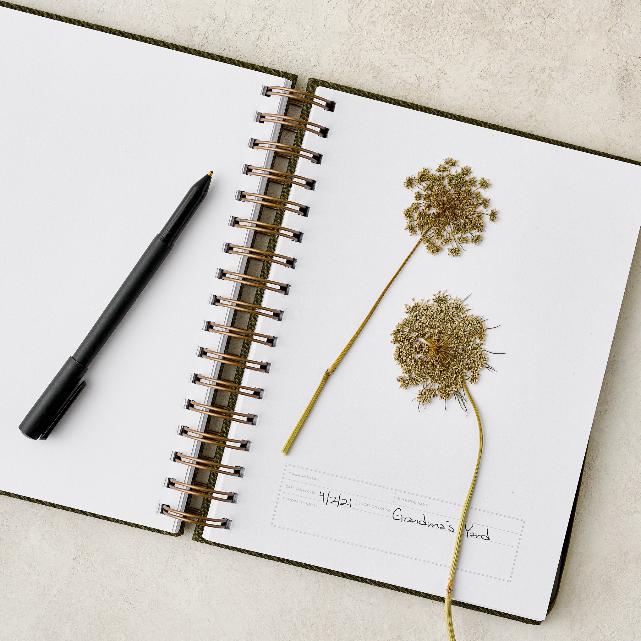 Herbarium Journal open to a page with dried flowers $35.00