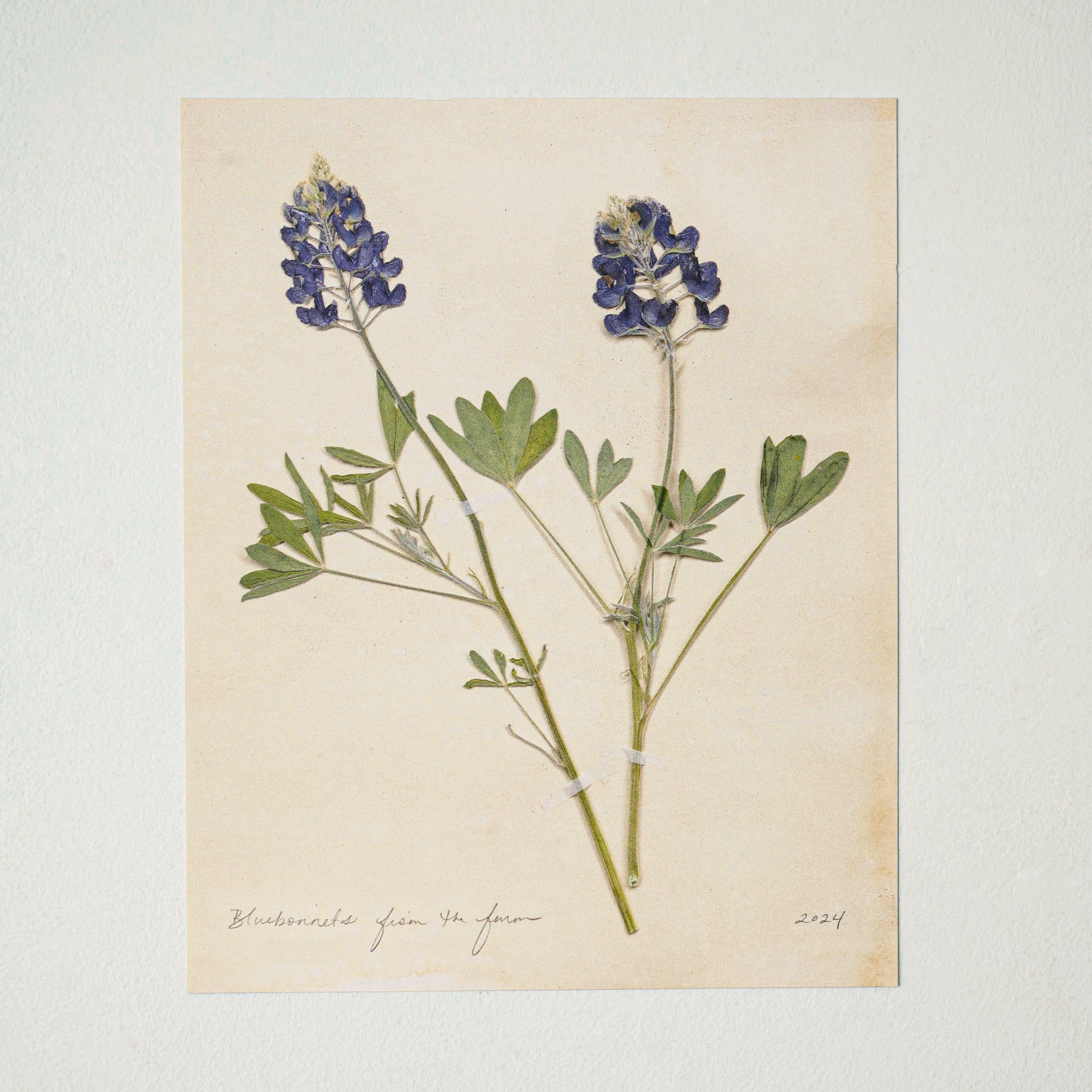 Jo's Hand Pressed Herbarium Prints - Bluebonnets '24 $34.00