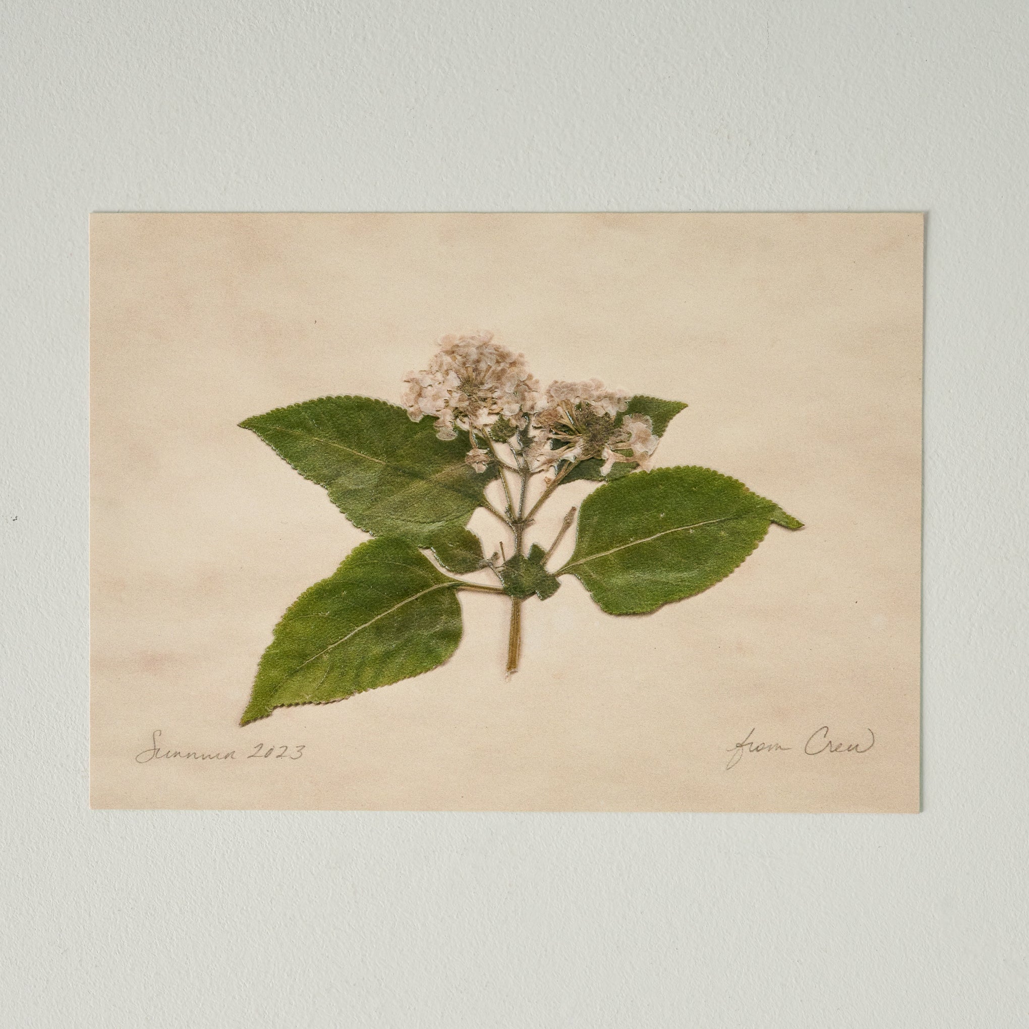 Jo's Hand Pressed Herbarium Prints - "From Crew" '23 $28.00