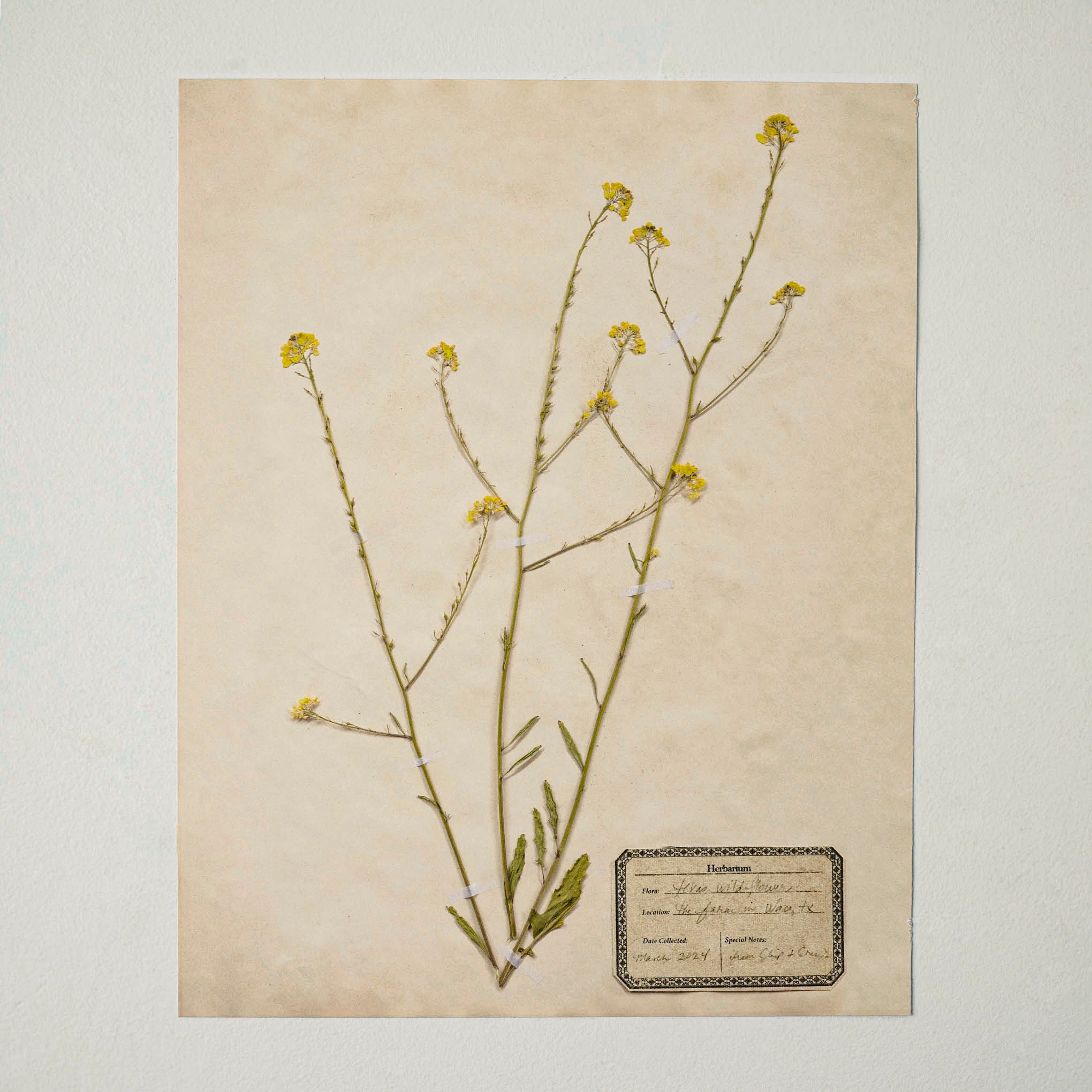 Jo's Hand Pressed Herbarium Prints - Texas Wildflowers I '24